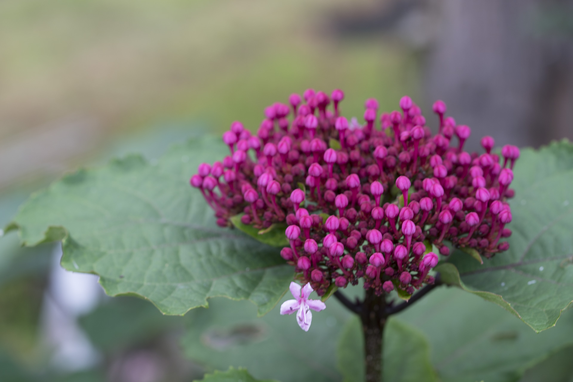 飯豊の草花