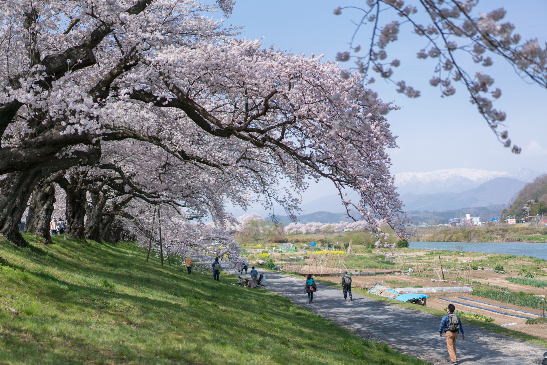 大河原の一目千本桜 2016