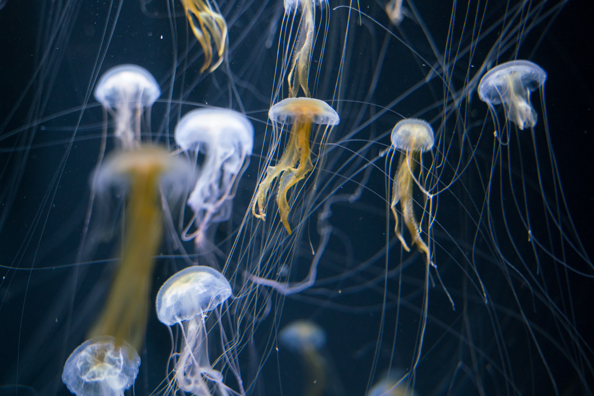 加茂水族館