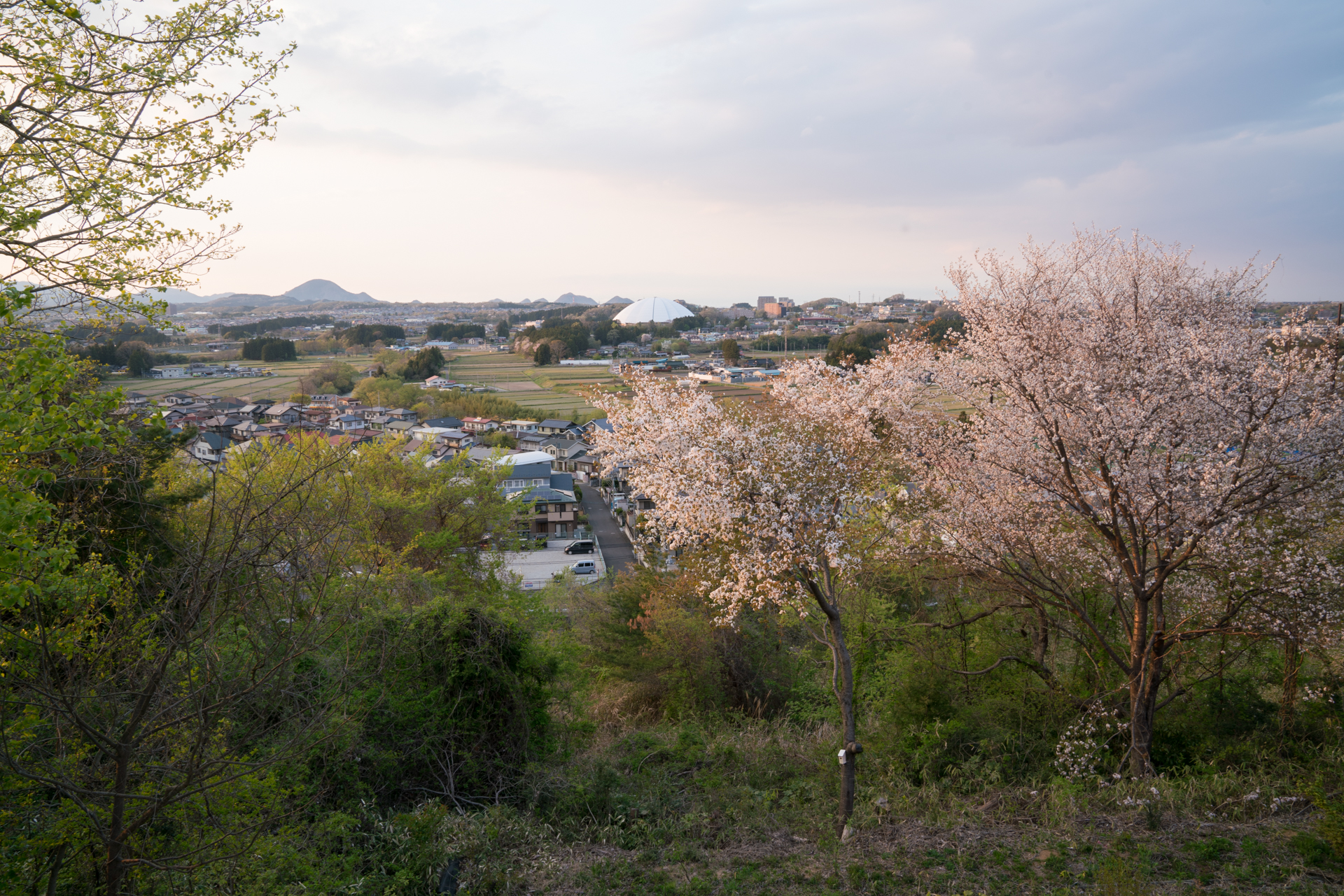 裏山の桜